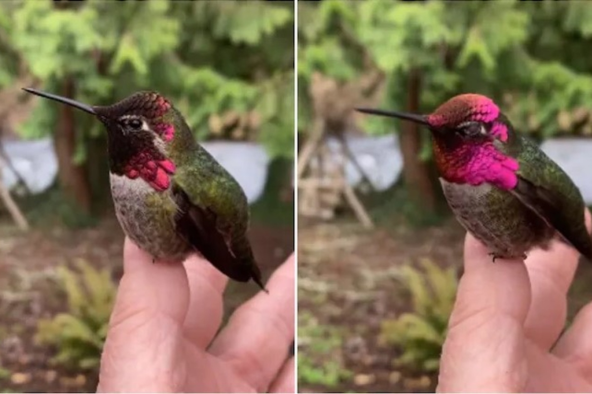 Anna’s Hummingbird changing colours in span of seconds will leave you stunned [WATCH]