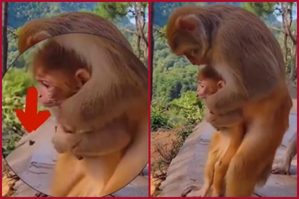 Viral video: Monkey uses heimlich manoeuvre trick; saves its baby’s life