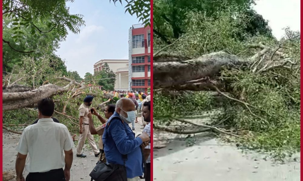 Child killed as tree falls at school in Chandigarh