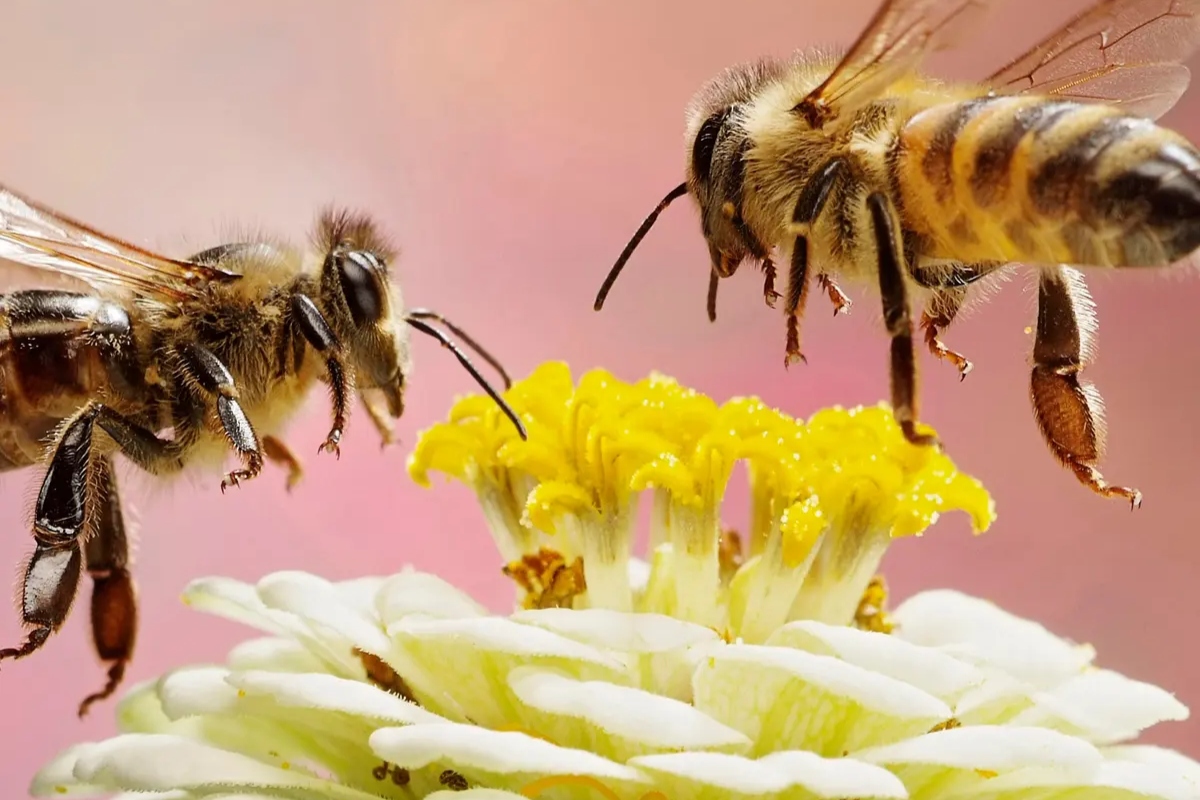 Explained: How bees communicate via dance techniques and navigate a particular route