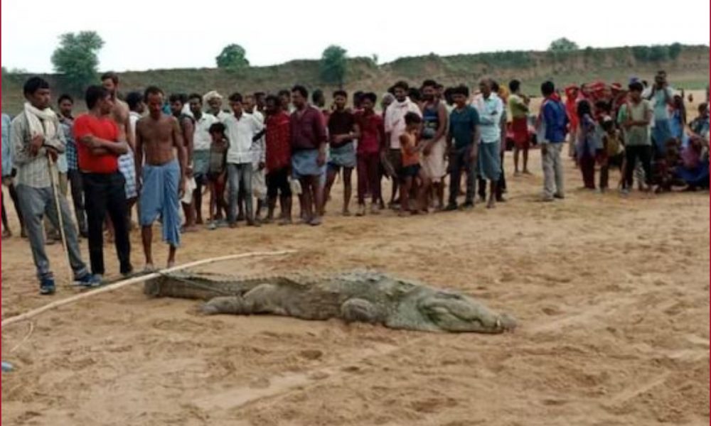 Did crocodile swallow the boy? Here is what happened to the villagers’ attempts to ‘recover the child’