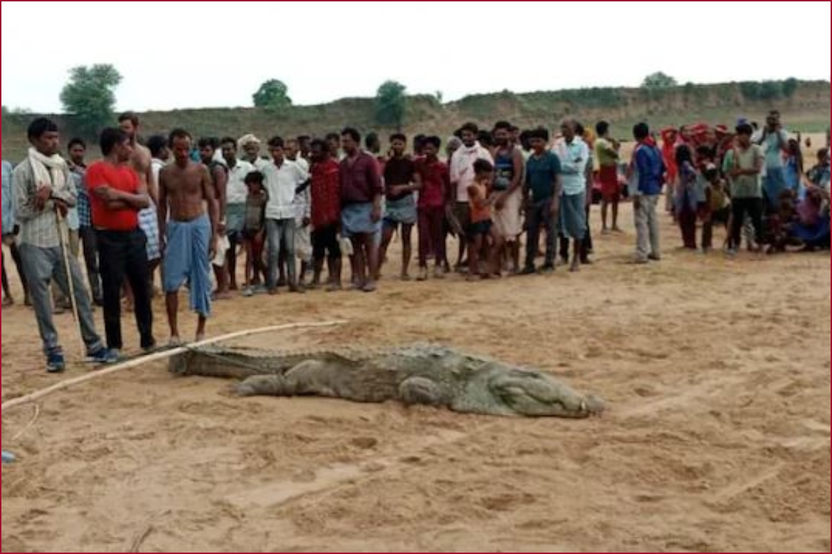 Did crocodile swallow the boy? Here is what happened to the villagers’ attempts to ‘recover the child’