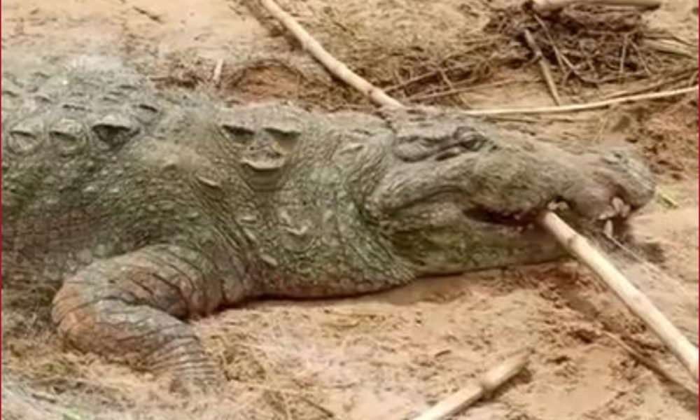 Shocking! 10-year-old boy swallowed by crocodile while bathing in Madhya Pradesh’s Chambal river (VIDEO)