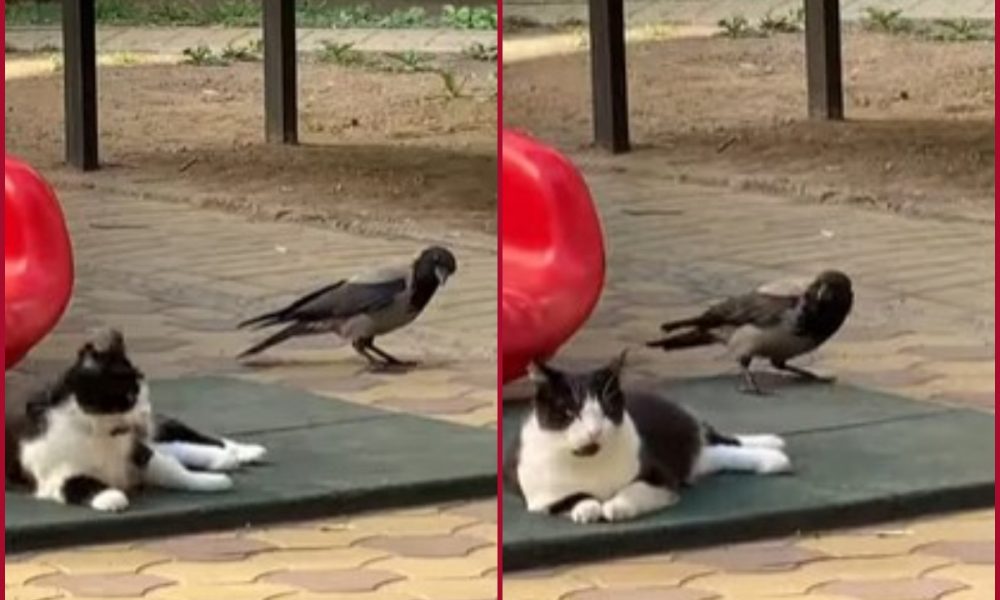 Watch viral video: Crow teases cat; internet goes crazy 