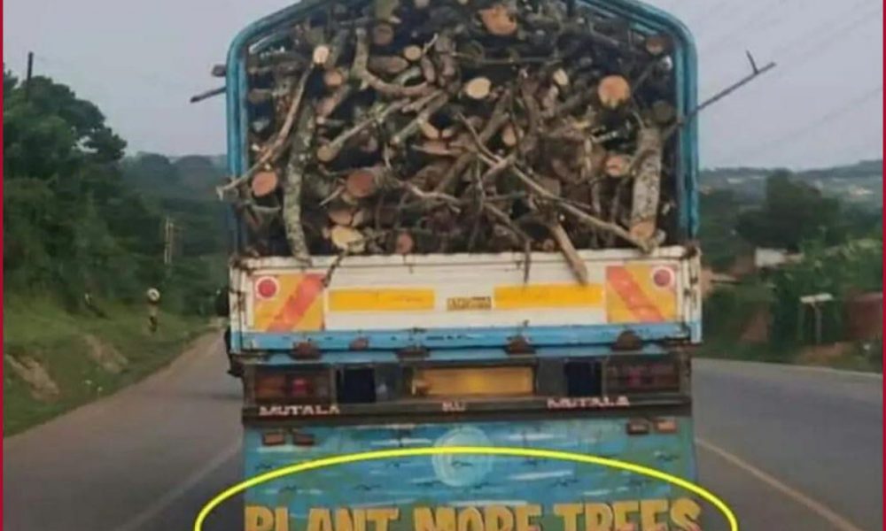 ‘Definition of irony’: Bureaucrat shares photo of truck carrying logs with ‘plant more trees’ written on it