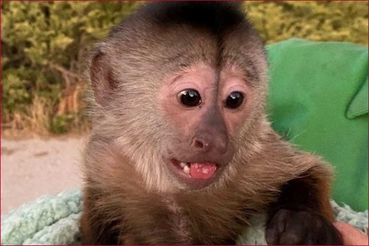 Little monkey dials 911 from the cell phone, Police in California rush to the Zoo; Here is what happened next