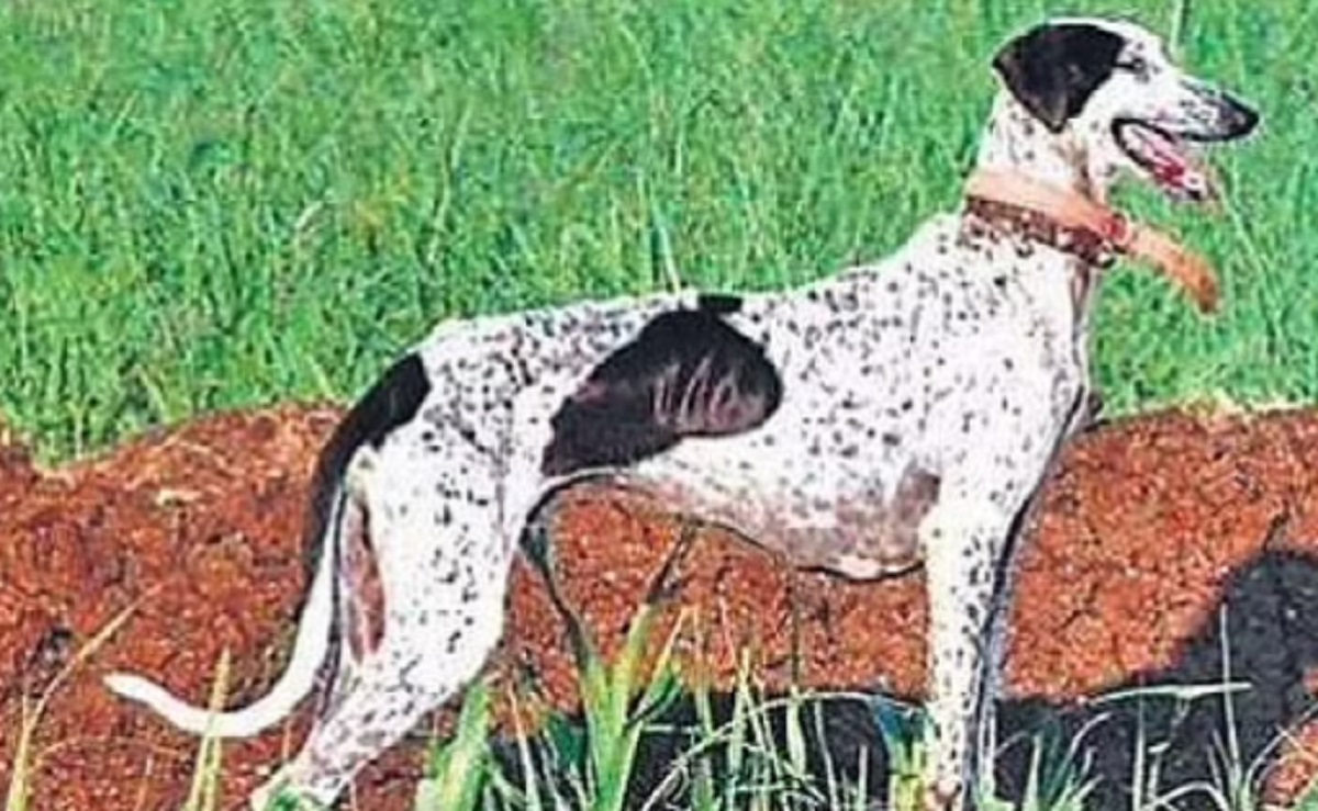 Mudhol Hounds - dog -