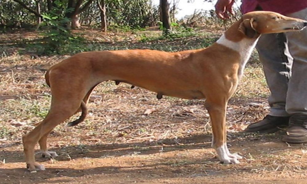 What are Mudhol Hounds, the ‘desi’ breed of dogs set to join PM Modi’s security ring