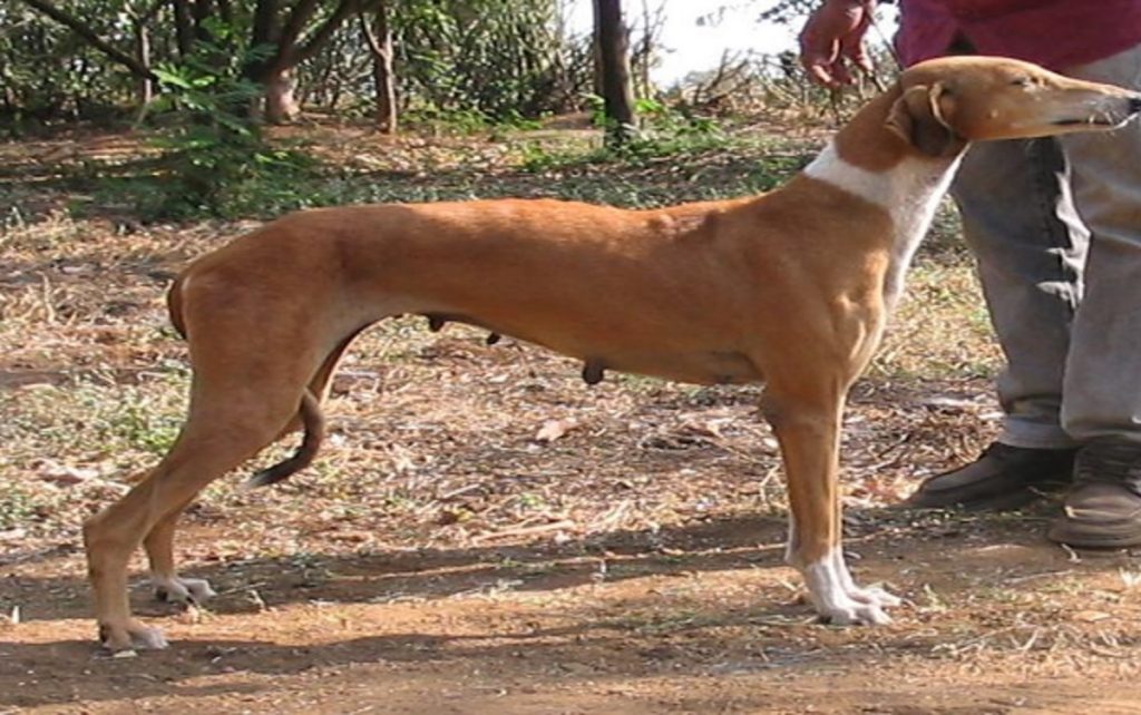 Mudhol Hounds - dog -