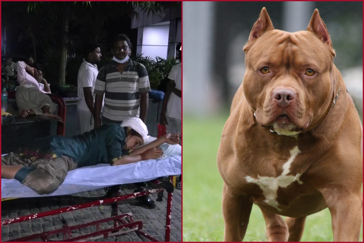 Gurugram woman admitted to hospital due to attack by pitbull dog