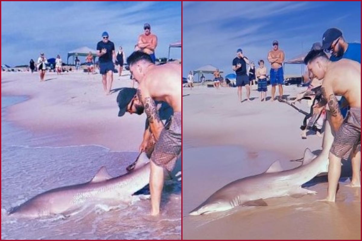 Viral video: Man fights with shark; leaves netizens stunned