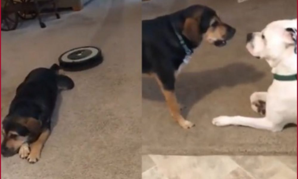 Watch: Dog gets confused due to automatic vacuum cleaner; attacks another sleeping dog