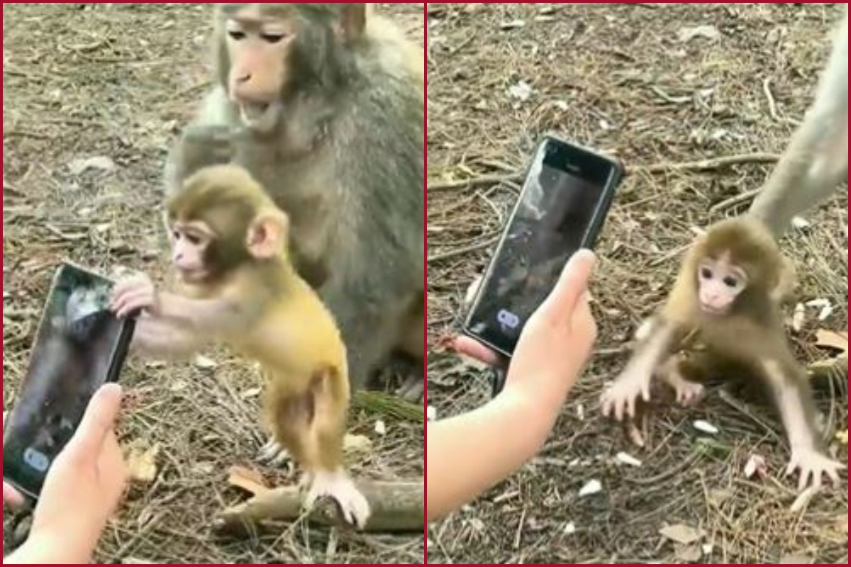 Baby monkey goes crazy for smartphone; watch viral video how it snatches from human