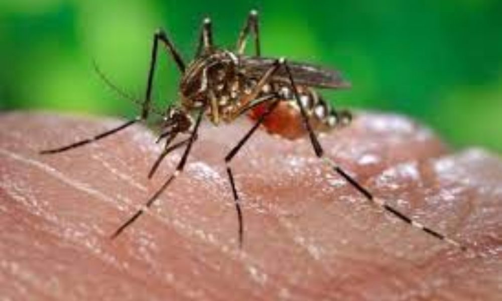 Chikungunya: What is it? Details about the signs, symptoms, causes, and other factors