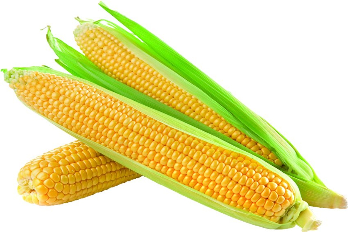 Why is it beneficial to your health to consume corn now?