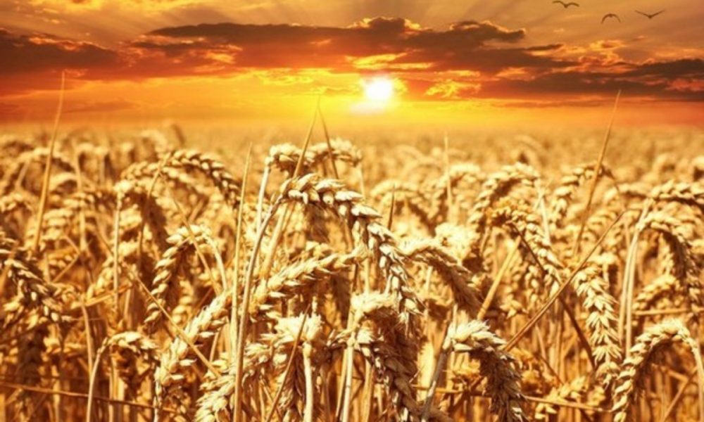 Govt refutes reports, says no plan to import wheat as sufficient stocks available