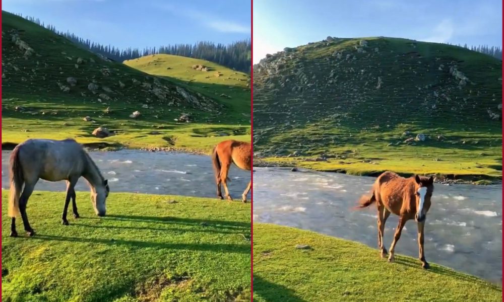 Watch Video: Serenity of Kashmir’s Bangus Valley is making netizens amazed