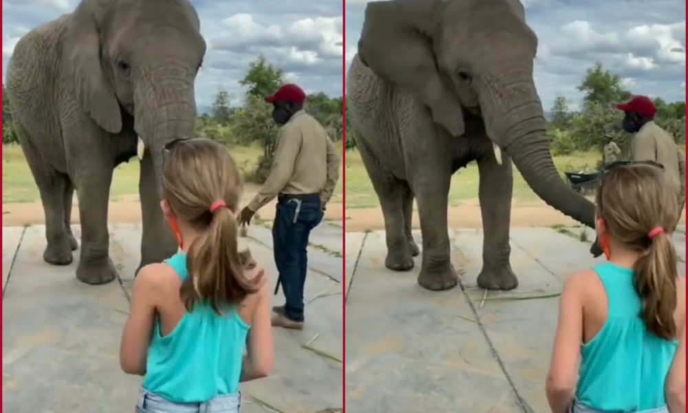 Watch Video: Elephant imitates dance of little girl; Melts hearts of netizens