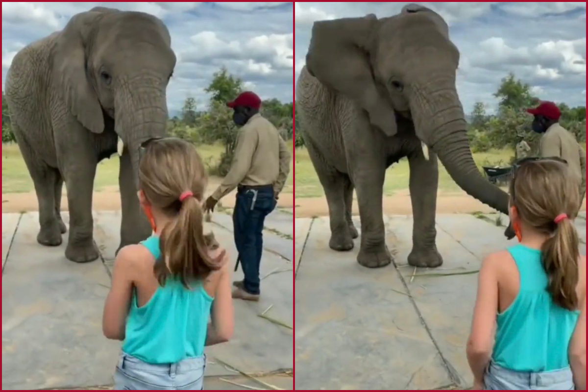 Watch Video: Elephant imitates dance of little girl; Melts hearts of netizens