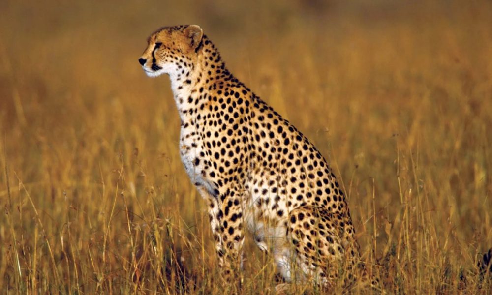 8 cheetahs coming to Madhya Pradesh from Namibia, netizens welcome wild ...