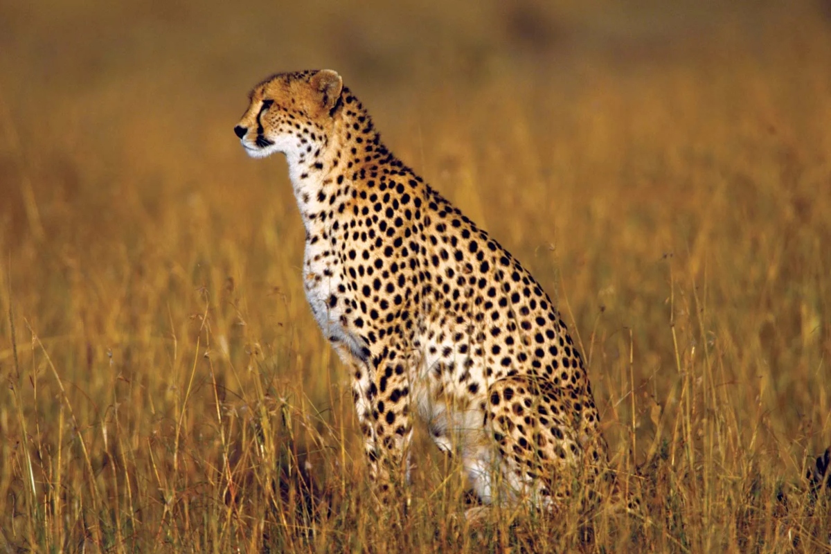 8 cheetahs coming to Madhya Pradesh from Namibia, netizens welcome wild cats with joy