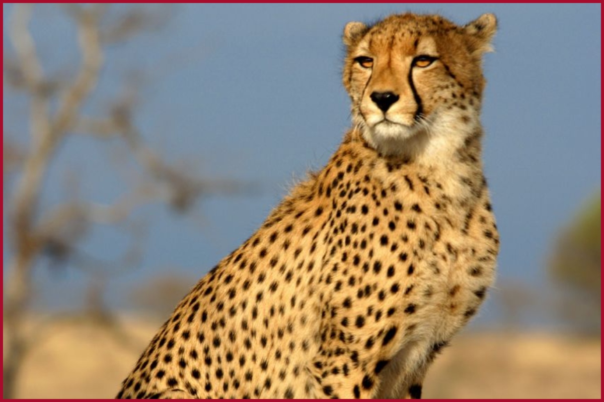 Kuno: Hopes of new big cat population in India! Cheetah ‘Aasha’ may be pregnant