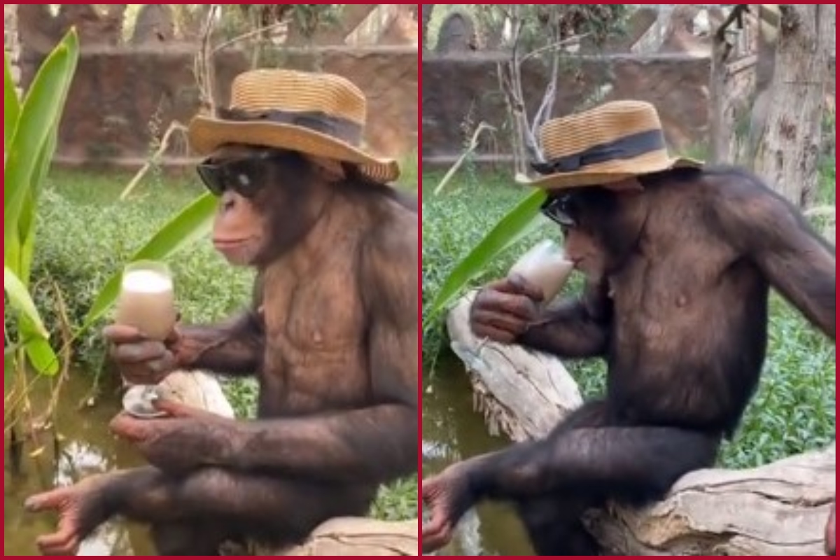 Chimpanzee drinks milkshake wearing hat, sunglasses; video goes viral 