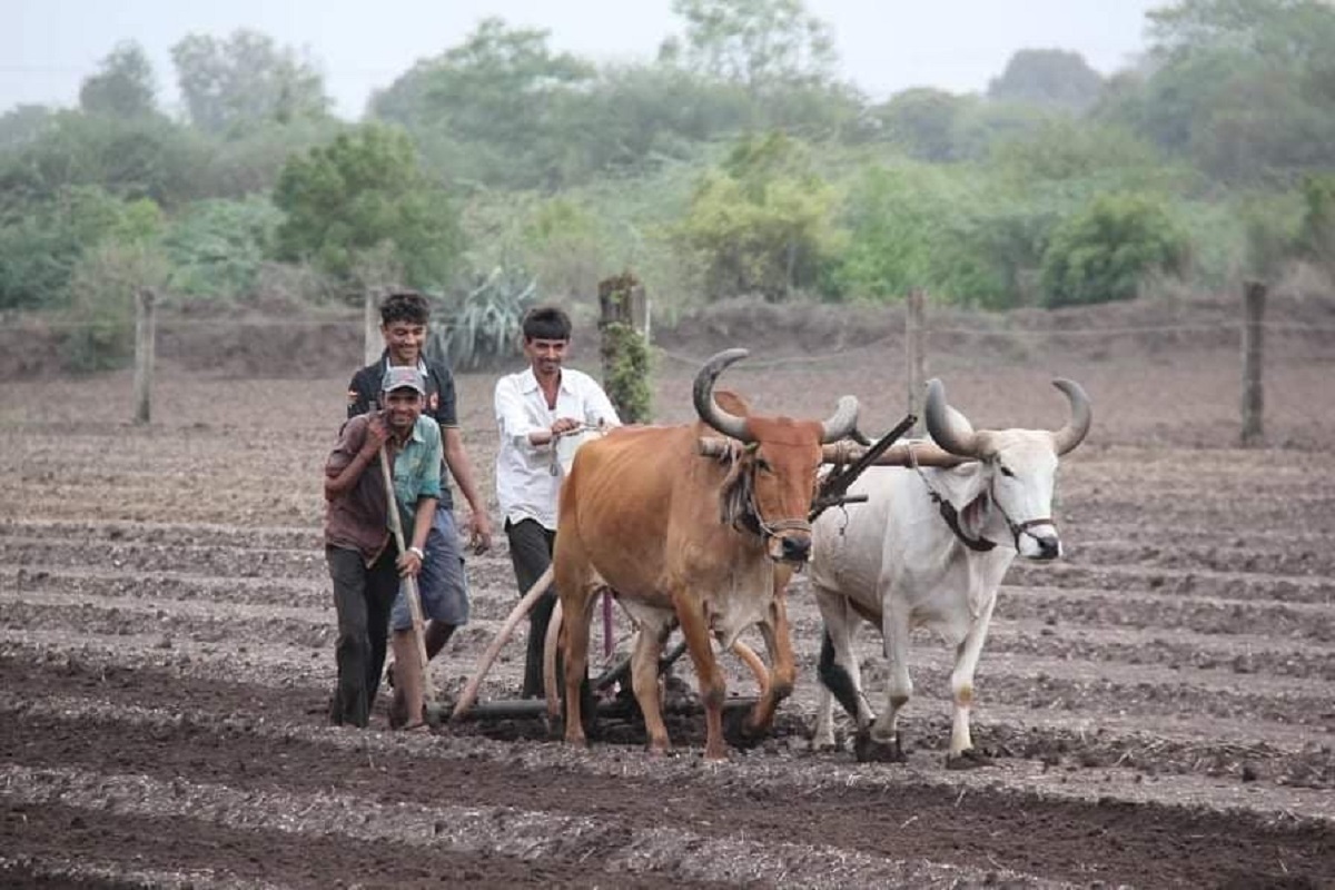 2 decades of Gujarat: Agri sector maintains double-digit growth, logs rise in revenue