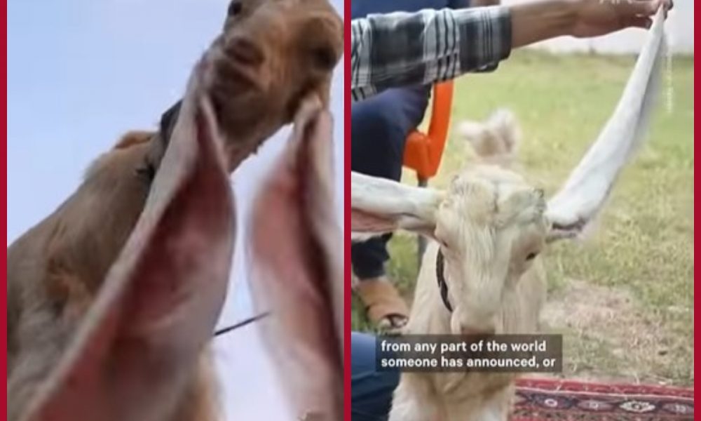 Pakistani goat sets world record for having longest ears in the world (VIDEO)