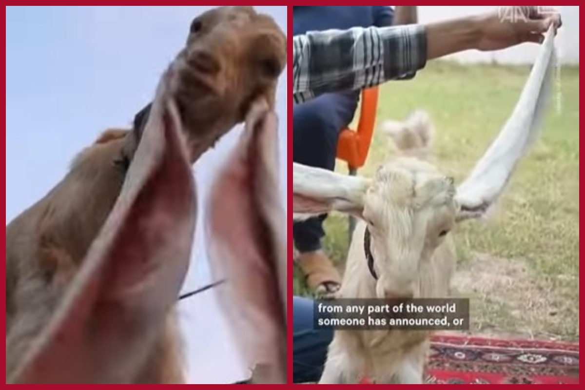 Pakistani goat sets world record for having longest ears in the world (VIDEO)