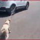 In a shocking incident, a video of a dog tied to a car by the leash has gone viral on social media.
