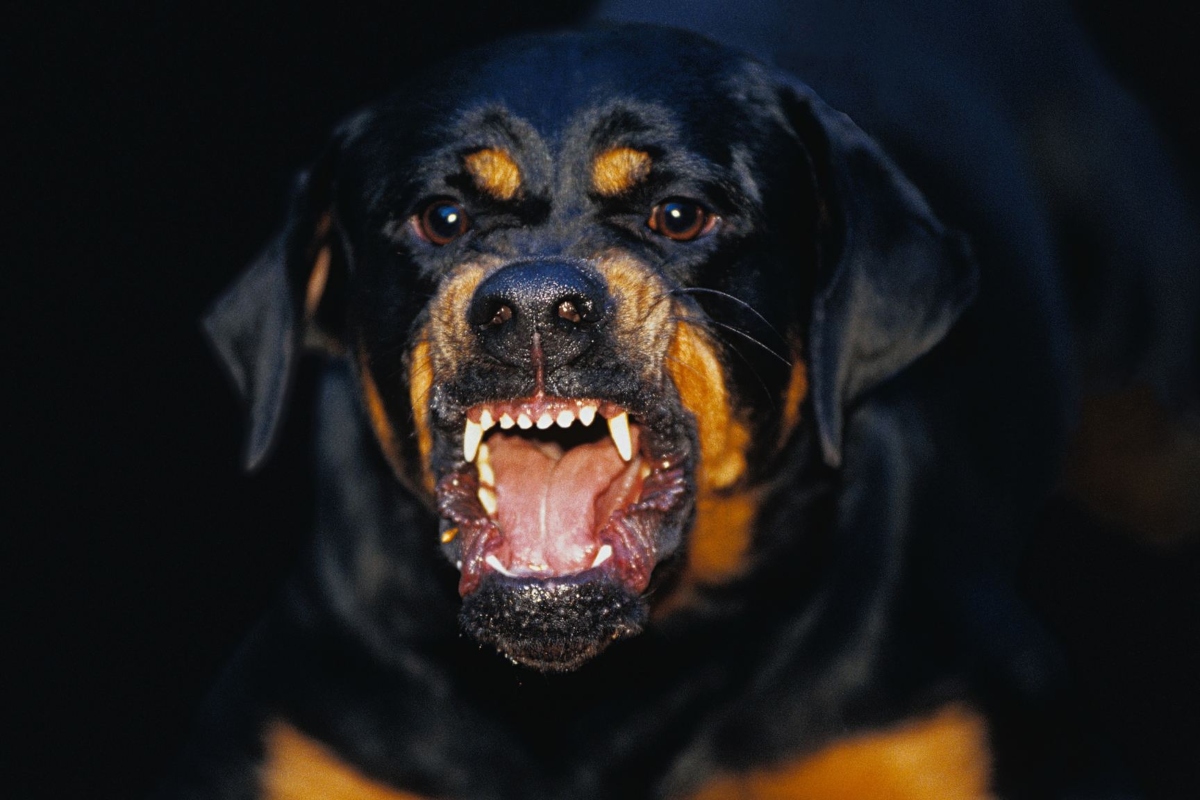 Ghaziabad: Pet Rottweiler drags man for 22 meters, takes out flesh ...