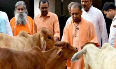 UP - dairy sector - Yogi, cows