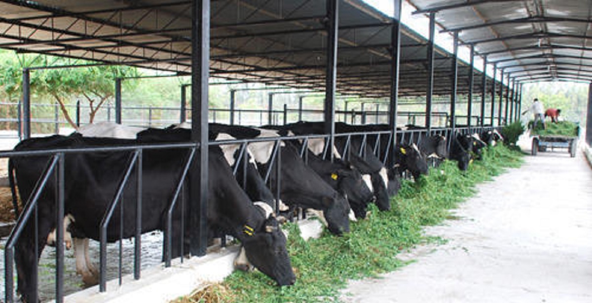 UP - dairy sector