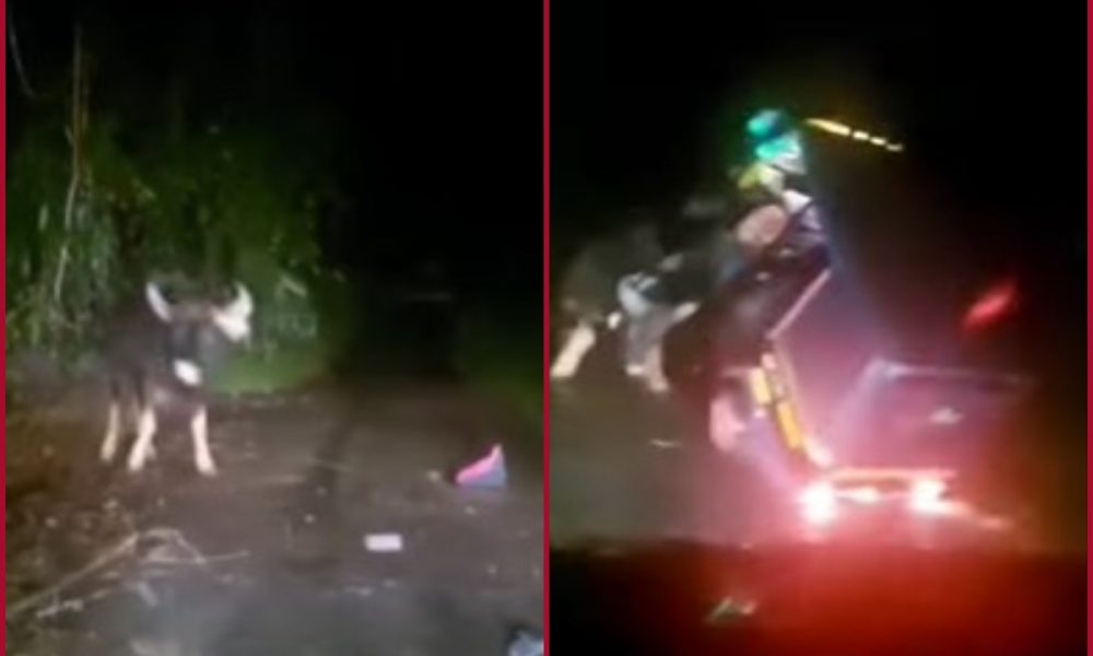 Kerala: Wild buffalo flips auto rickshaw in rage; driver, passengers go into shock