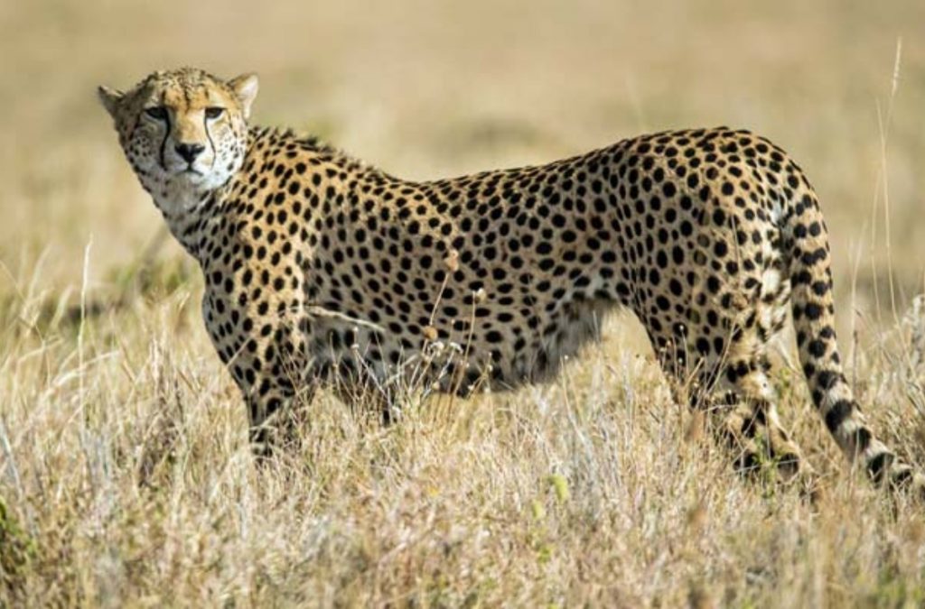 pm-modi-names-a-female-cheetah-asha-know-names-of-other-big-cats