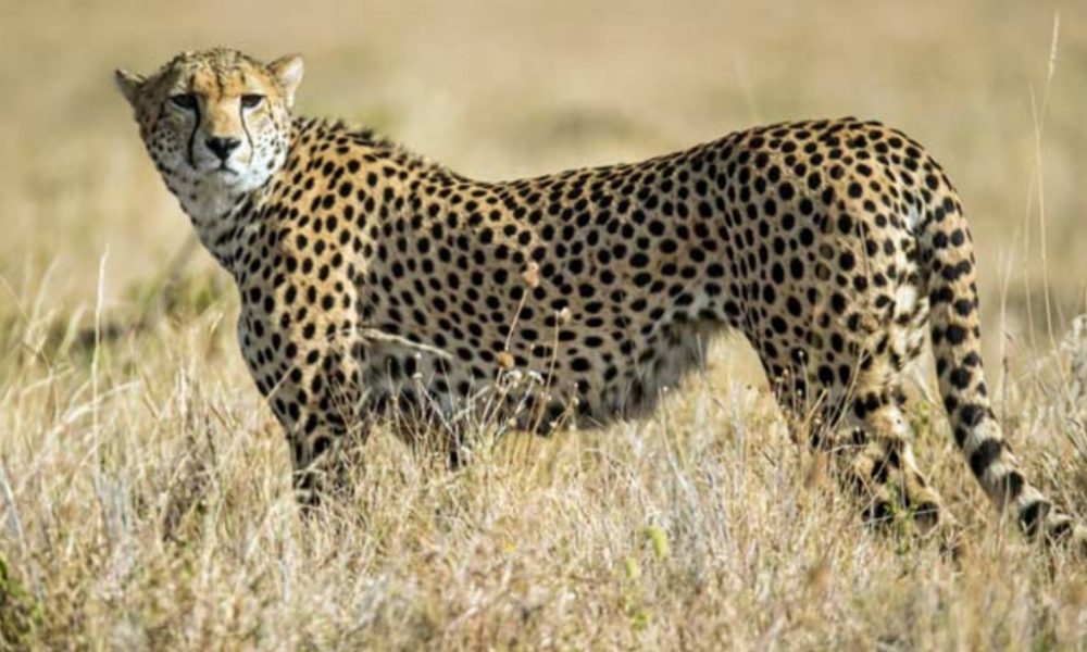 Flight takes off from Sourth Africa, Cheetahs to arrive on Saturday morning at Kuno National Park
