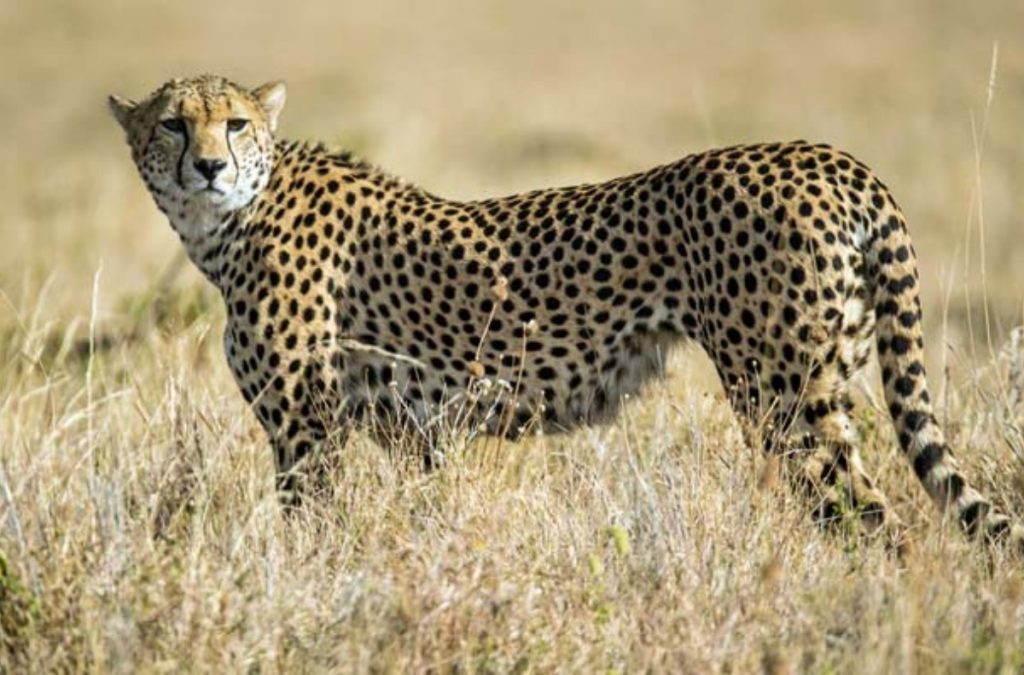 Flight takes off from Sourth Africa, Cheetahs to arrive on Saturday morning at Kuno National Park