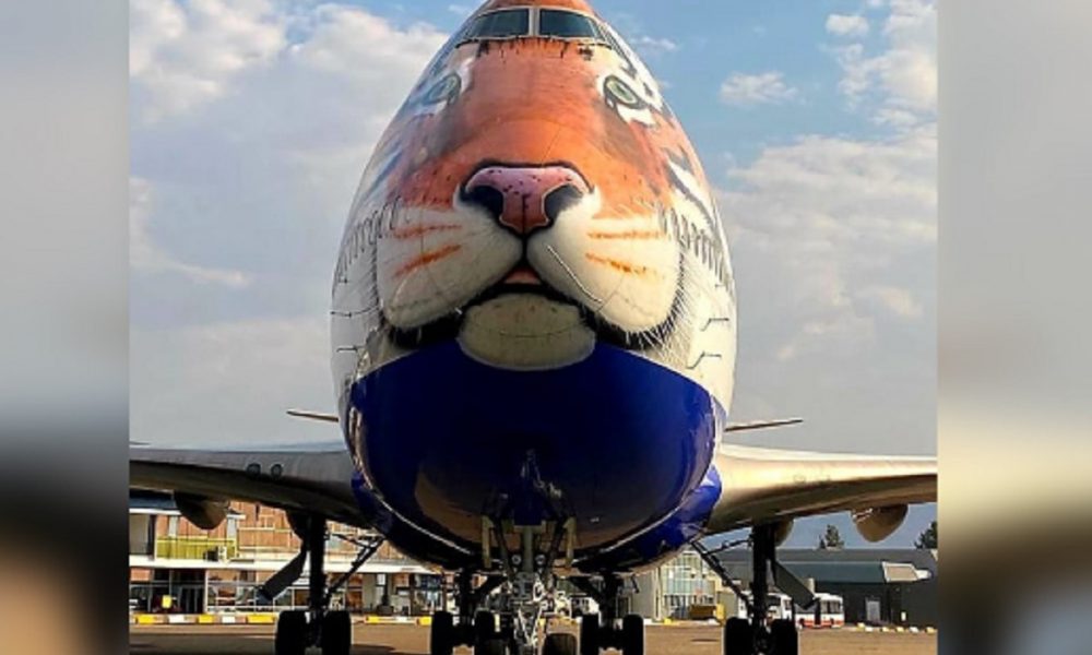 8 cheetahs being ferried to India in Tiger-faced plane, PM Modi to release them on birthday