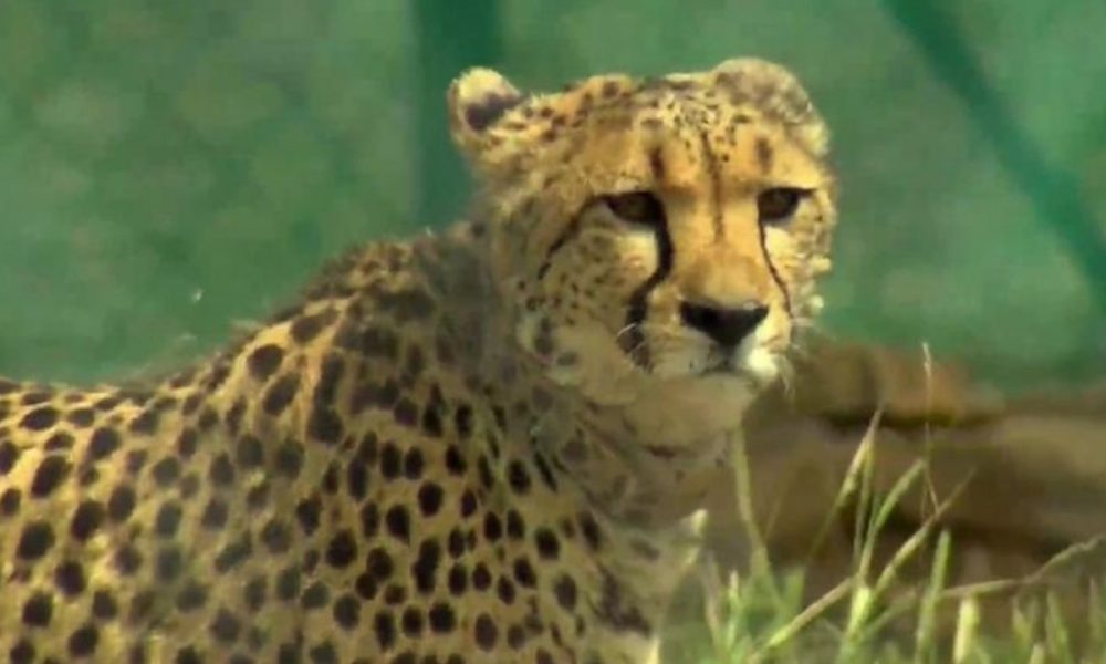 PM Modi names a female cheetah Asha, know names of other big cats