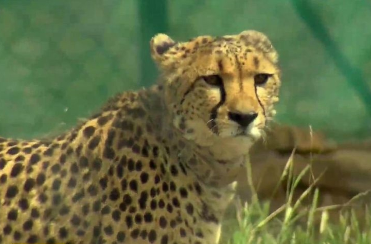 12 cheetahs from South Africa lands at MP’s Gwalior Airport