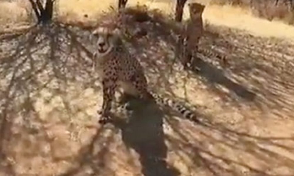 1st look of Namibian cheetahs that will arrive in India on PM Modi’s birthday (VIDEO)