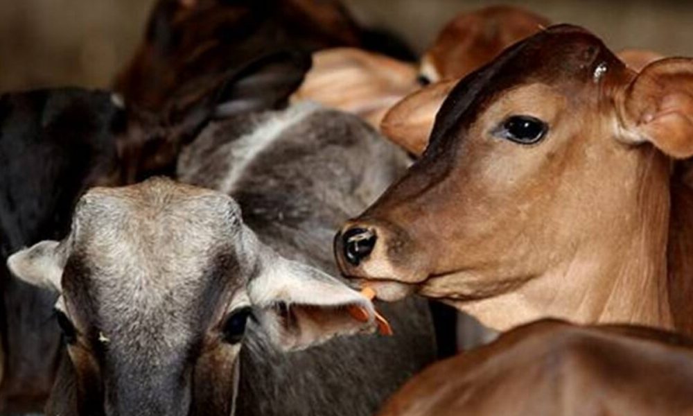 No ‘Cow Hug Day’ on Feb 14, Animal Welfare Board withdraws appeal