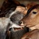 cows