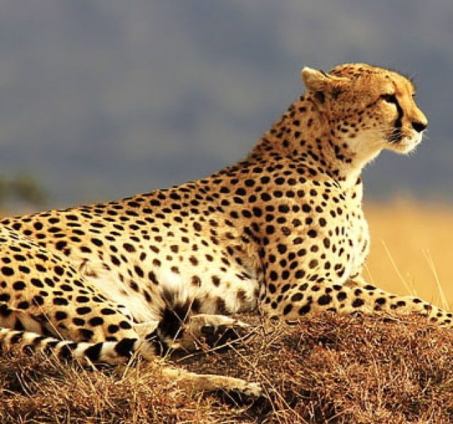 10 facts about Cheetahs you must know