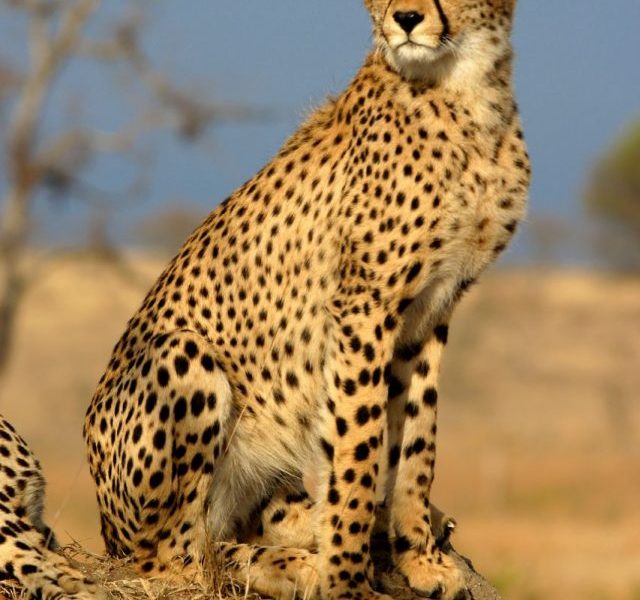 Take A Look At 10 Facts Of Cheetahs