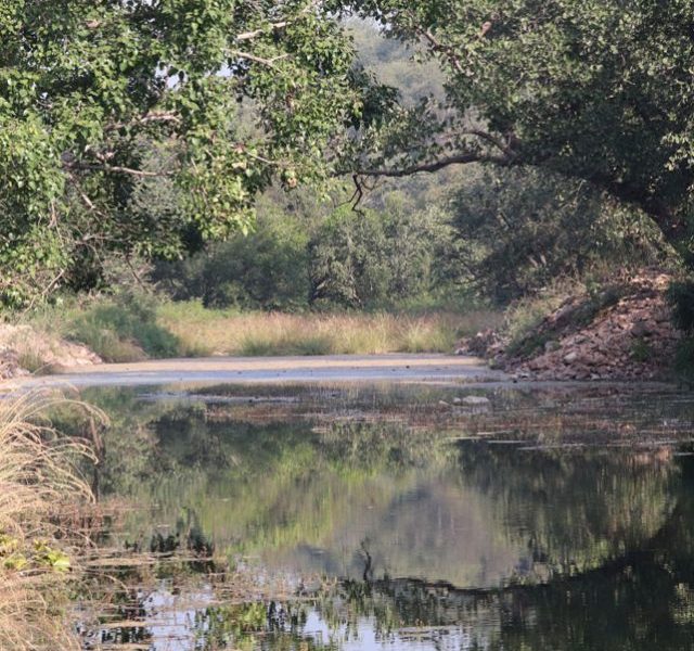 Know about Kuno National Park that will host Namibian Cheetahs