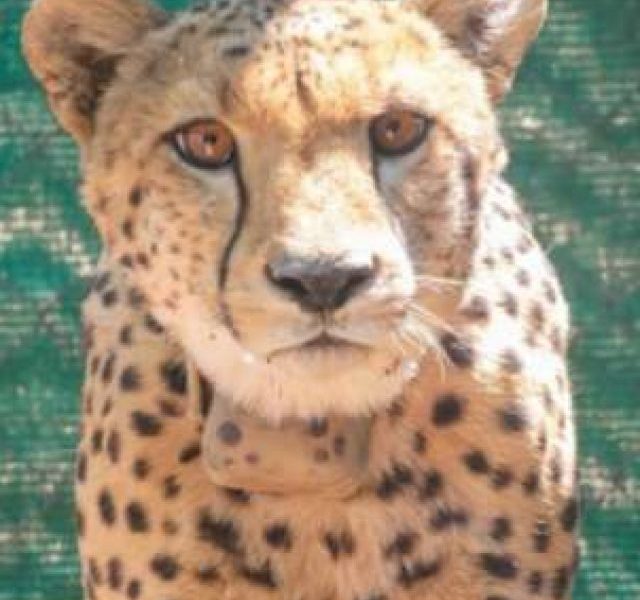 Meet 8 cheetahs being brought from Namibia