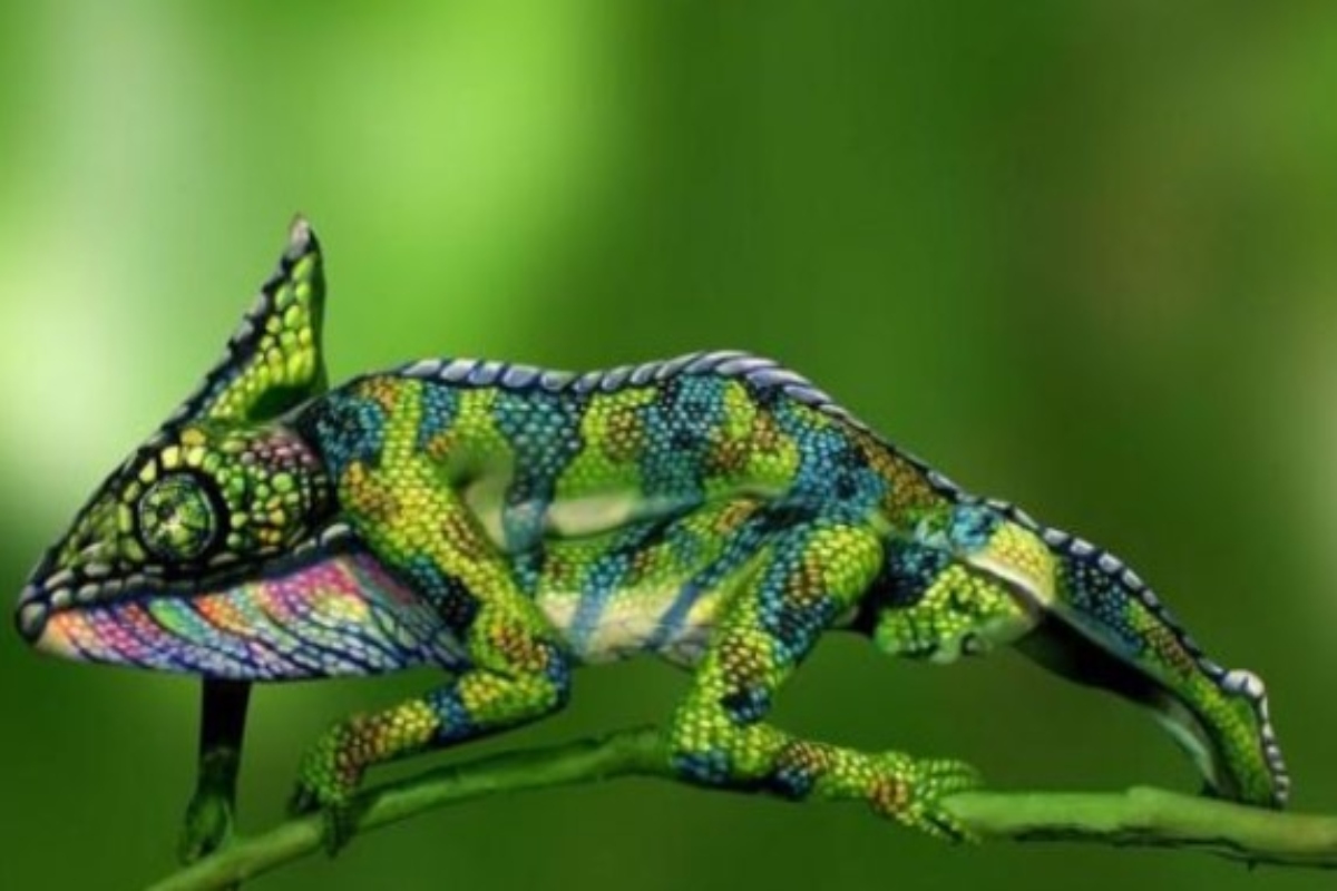 Test your vision via Optical illusion: Can you spot a human face in this chameleon?