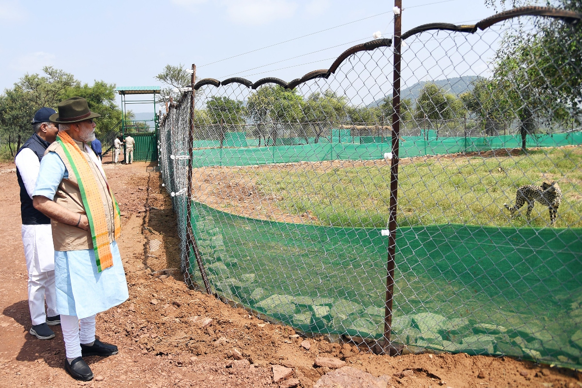 modi with cheetah